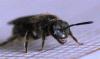 Lasioglossum sp.